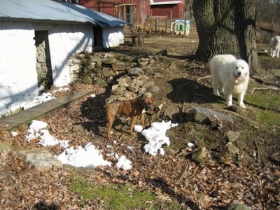 Pieces of dog bed stuffing everywhere next to a springhouse. Bruno the Boxer standing in front of a small stone wall with Tundra the Great Pyrenees in the background