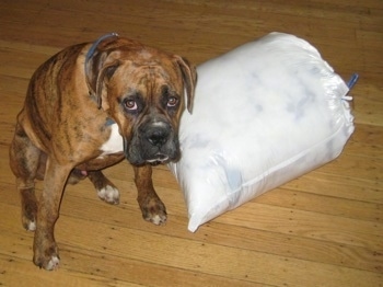 Bruno the Boxer sitting next to a trash bag of dog bed stuffing