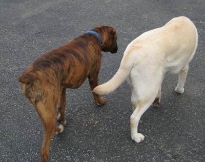 Henry the Labrador Retriever and Bruno the Boxer walking side by side on a blacktop