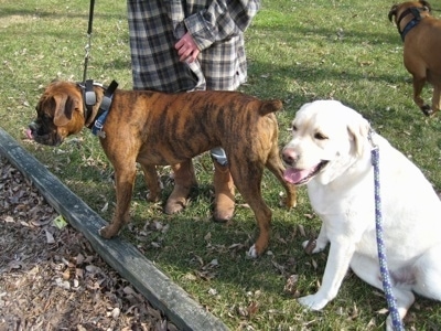 Bruno the Boxer standing on grass and Henry the Labrador Retriever sitting next to Bruno