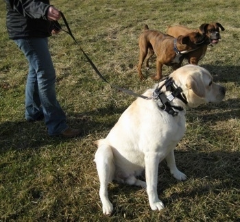 Henry the Labrador Retriever sitting outside next to Allie and Bruno the Boxer playing around