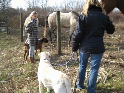 Bruno the Boxer, Henry the Labrador Retriever, Amie and Sharon standing in front of a fence with horses behind it