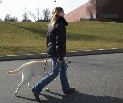 Sharon walking with Henry the Labrador Retriever