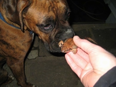 Bruno the Boxer sitting on a stone porch with a frog being held up to his eyeline by a person