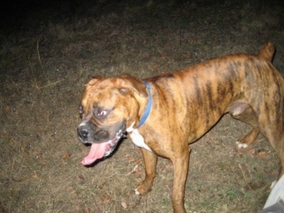 Bruno the Boxer with his mouth open and his tongue out standing in a yard