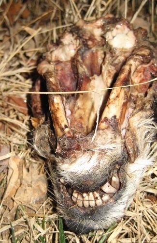 Close Up - Underside of dead raccoon head