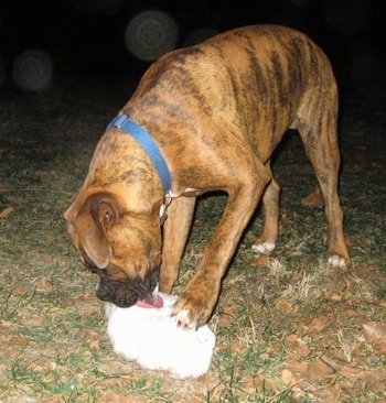 Bruno the Boxer licking a chunk of snow