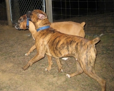 Bruno the Boxer holding onto Allie the Boxer's collar by his mouth as he trots across the fenceline