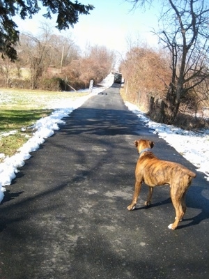 Bruno the Boxer looking up the driveway at a UPS truck that is driving down