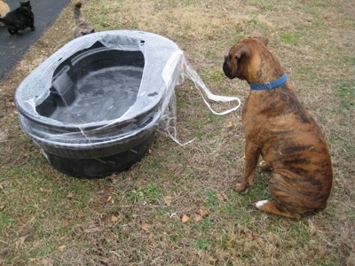 Bruno the Boxer sitting in front of a newly delivered goat water tub. And cats are walking up to it as well