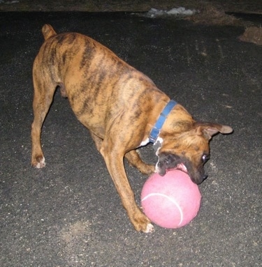 Bruno the Boxer biting a big pink tennis ball