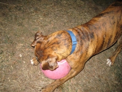 Bruno the Boxer laying on top of a big pink tennis ball as he plays with it
