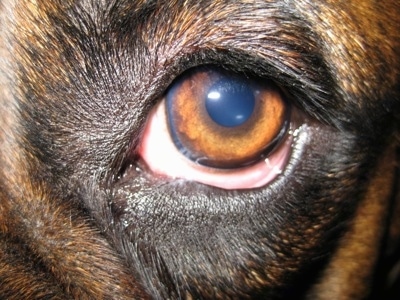 Close Up - Bruno the Boxers eye