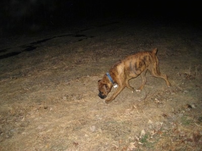 Bruno the Boxer off leash on a late night walk