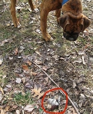 Bruno the Boxer looking at the dead raccoon head