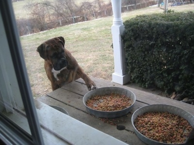 Bruno the Boxer jumped up at the picnic table pawing at cat food on a table, viewed through the window