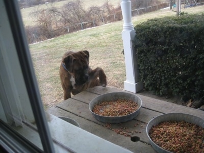 Bruno the Boxer jumped up at continuing to paw at the food on the picnic table, viewed through the window