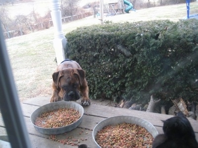 Bruno the Boxer dragging the cat bowl, which is on a picnic table, towards himself, viewed through the window