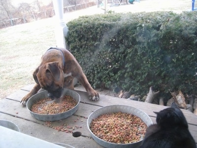 Bruno the Boxer jumped up at a picnic table eating cat food out of the bowl