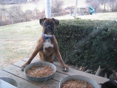 Bruno the Boxer jumped up at the picnic table staring into the window with wide eyes