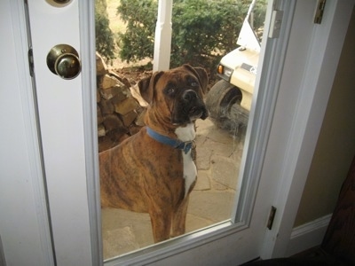 Bruno the Boxer looking into the house through the glass door