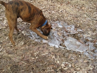 Bruno the Boxer eating ice