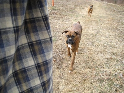 Allie and Bruno the Boxers running towards their owner