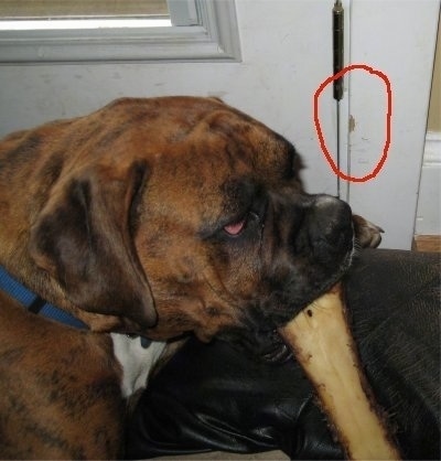Bruno the Boxer laying on a dog bed with a dog bone in his mouth. The door scratch is circled