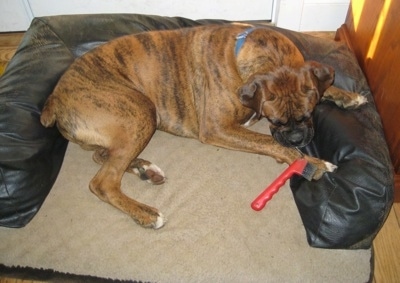 Bruno the Boxer laying in a dog bed with a red horse pick
