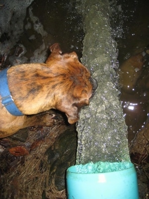 Bruno the Boxer drinking water out of a large rushing runoff pipe