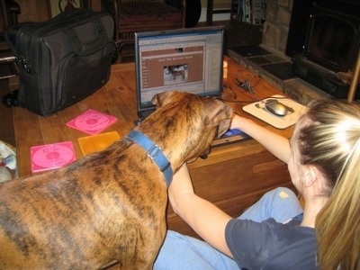 Amie working on HorsesWithAmie.com on a laptop while Bruno the Boxer watches