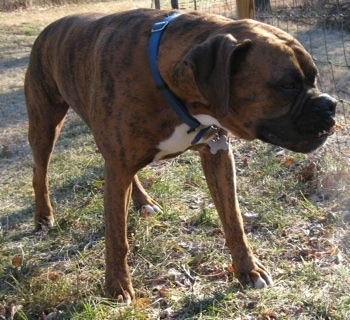 Bruno the Boxer standing outside next to a fence with a leaf in his mouth
