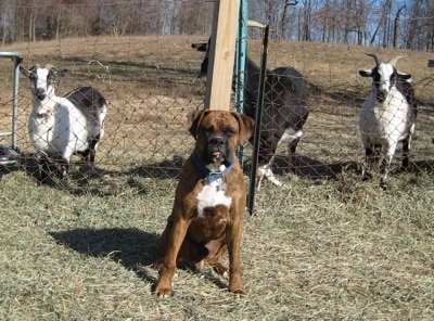 Bruno the Boxer with his tongue out sitting in front of goats who are behind a fence