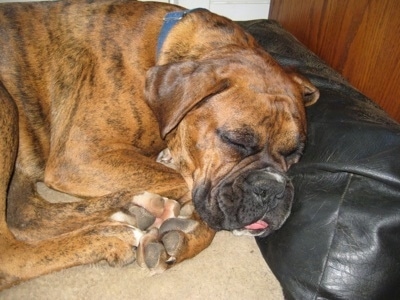 Close Up - Bruno the Boxer sleeping in a dog bed with his tongue sticking out