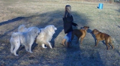 Tacoma and Tundra the Great Pyrenees with Amie with Allie and Bruno the Boxer walking in the field