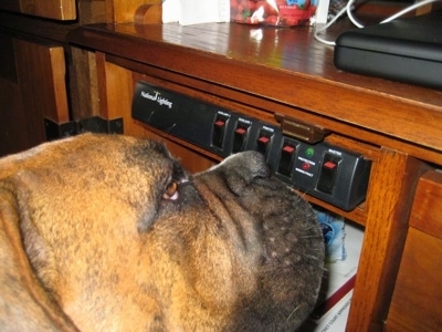 Close Up - Bruno the Boxer standing next to a computer cabinet looking at the power buttons