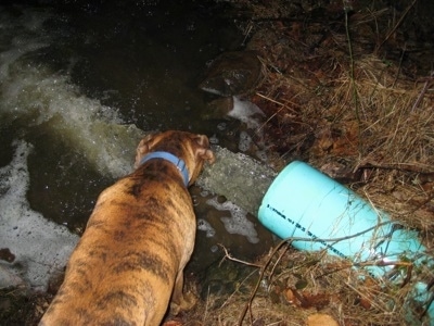 Bruno the Boxer drinking water out of the stream the large pipe runs off into