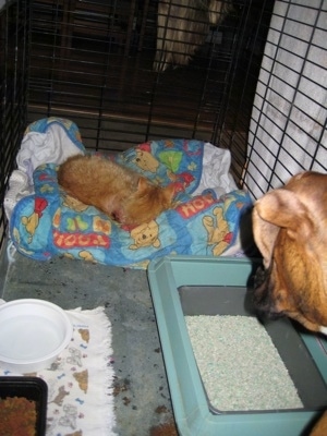 Waffles the Cat laying in Brunos Crate with a blanket, food, water and a litter box