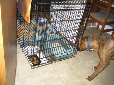 Bruno the Boxer looking at Waffles the cat in his crate