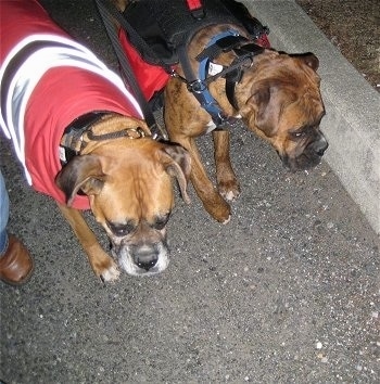 Allie the Boxer wearing a coat and Bruno the Boxer wearing a backpack while walking