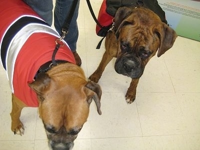 Allie and Bruno the Boxers walking in a store