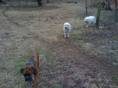 Bruno the Boxer with Tacoma and Tundra the Great Pyrenees walking around the field