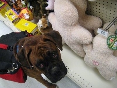 Bruno the Boxer wearing a dog back pack in a store aisle standing in front of plush dog toys