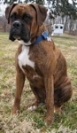 Bruno the Boxer 8 1/2 months old