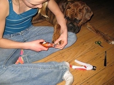 Amie trimming Bruno the Boxers nails