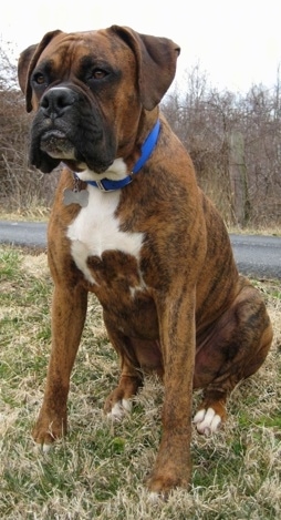 Bruno the Boxer sitting outside