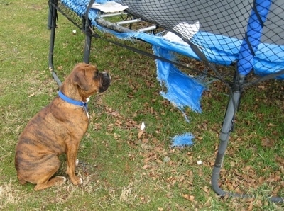Bruno the Boxer sitting next to looking at the part of a trampoline that he chewed up