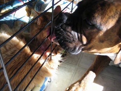 Bruno the Boxer licking Waffles the cat through the crate bars