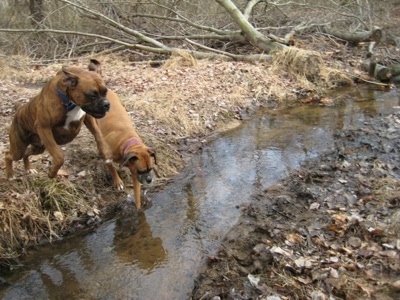 Allie the Boxer about to walk through a stream and Bruno the Boxer jumping over the stream
