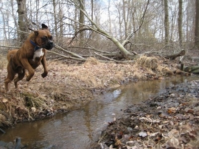Bruno the Boxer jumping over the stream in mid air